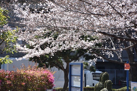 南門横の桜の木