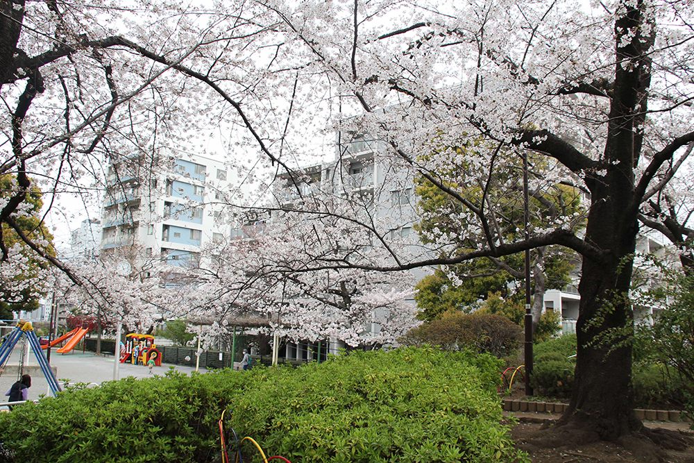 手前に植込みの緑後ろに桜