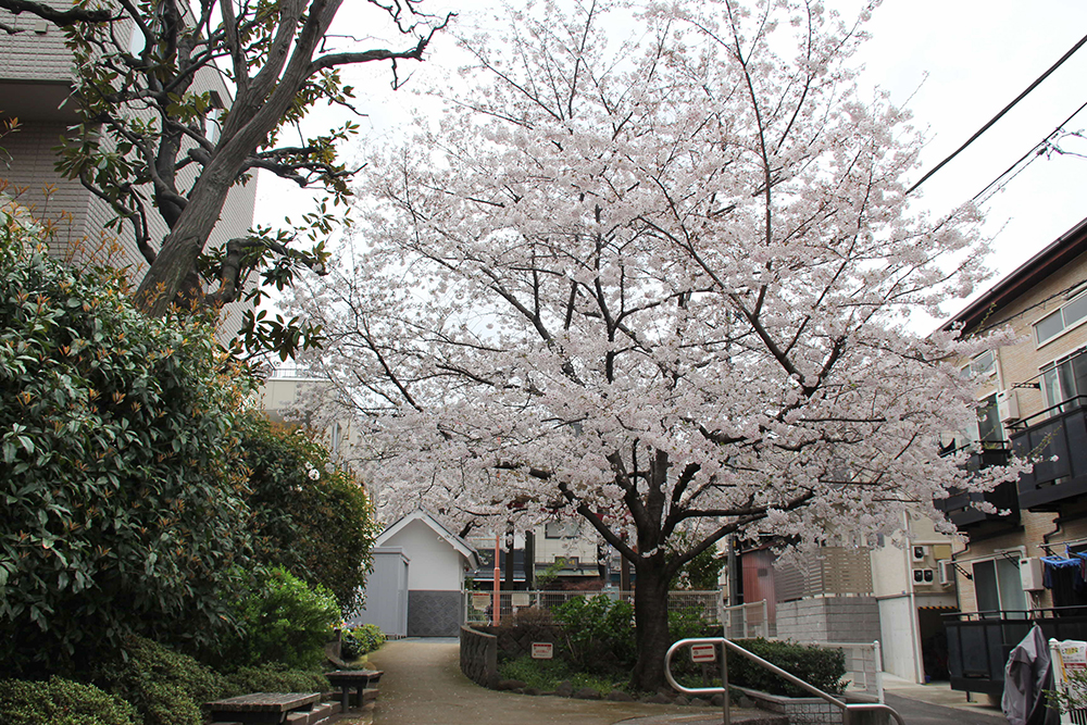 公園中央の桜