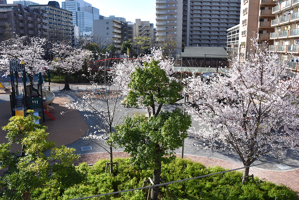 マンション側の桜の木