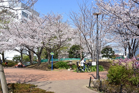 北門から入って突き当りの桜