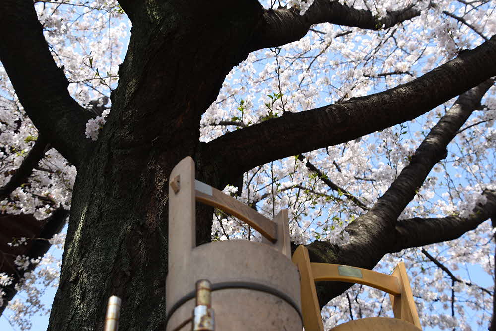 手水桶と桜の木