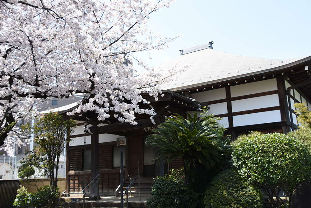 本堂と桜の木