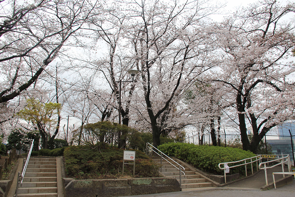 階段上の桜