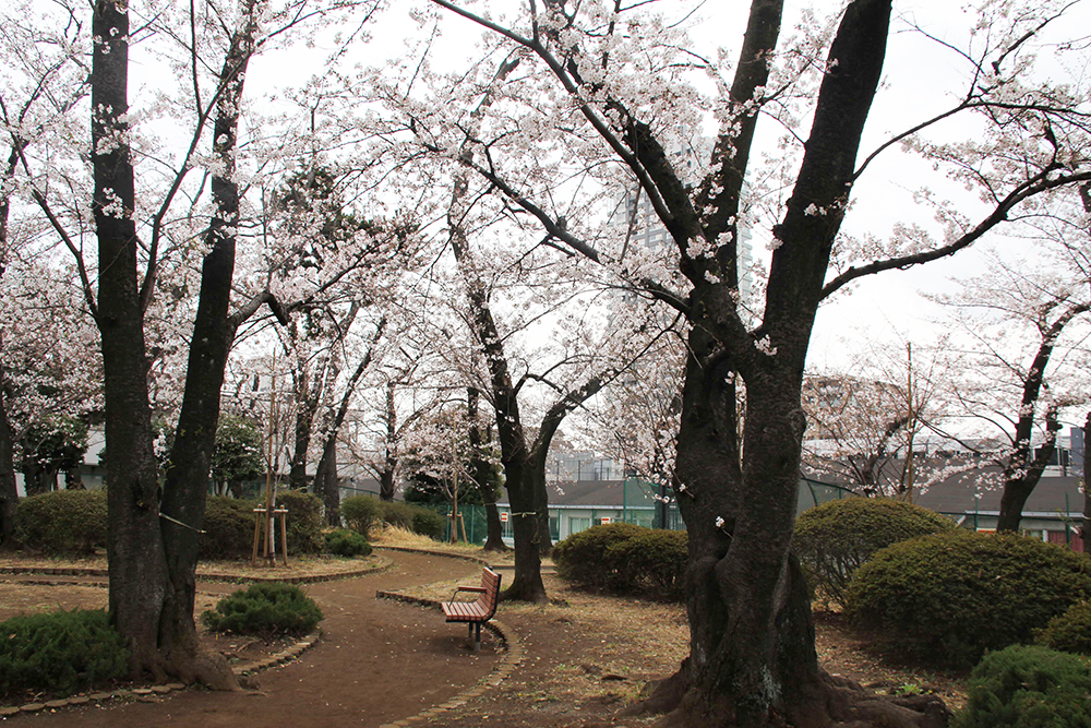 遊歩道の桜