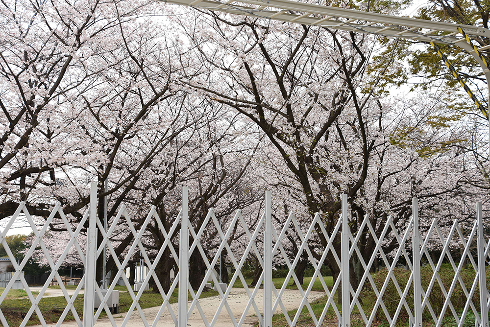 フェンス越しの桜