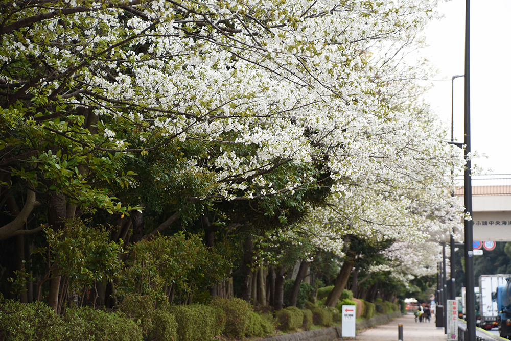 西側の桜