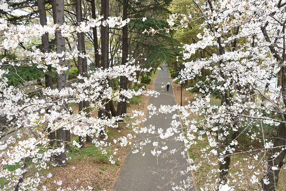 橋から下の歩道を写す