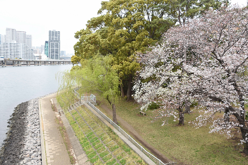 カモメ橋から緑道側を写す