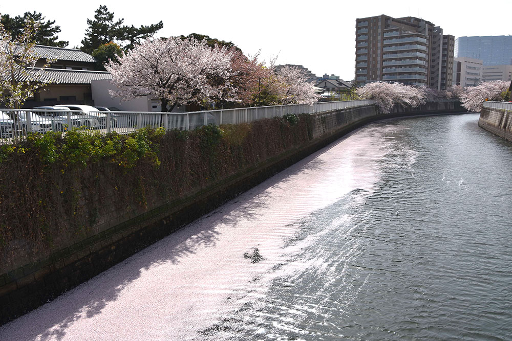 東海橋から上流を望む