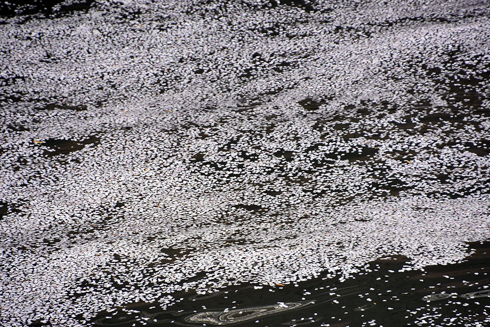 目黒川に浮かぶ桜の花びら