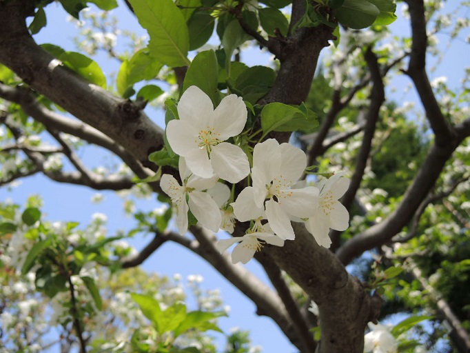 花のアップ