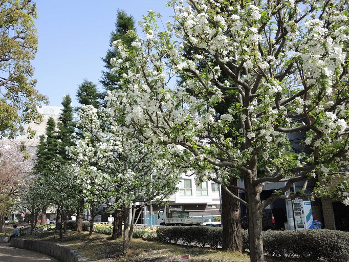 公園側から撮影したヒメリンゴの木