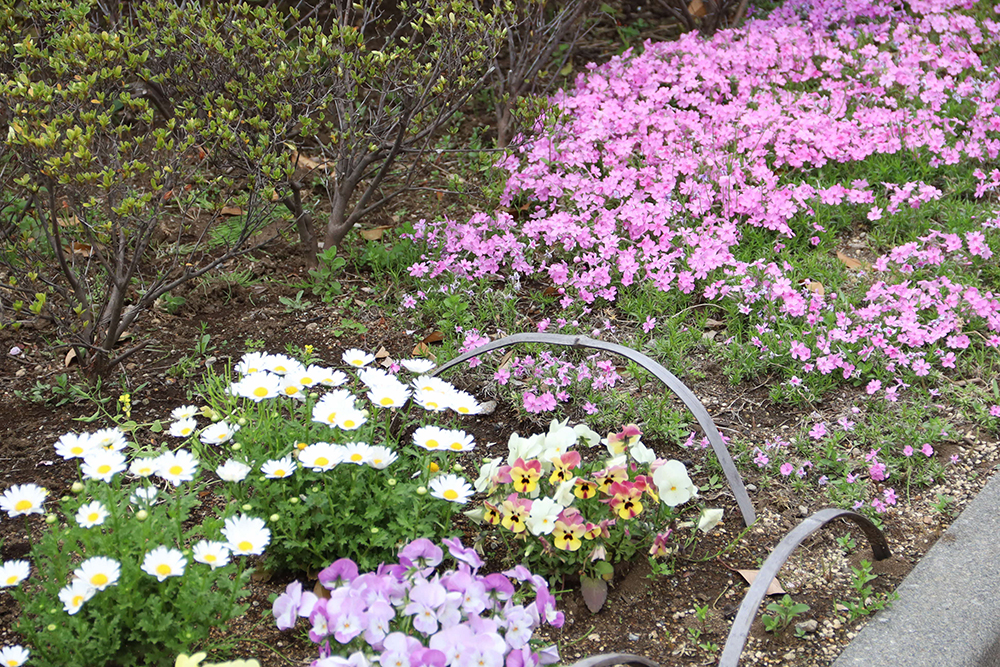 芝桜とパンジーなどの花