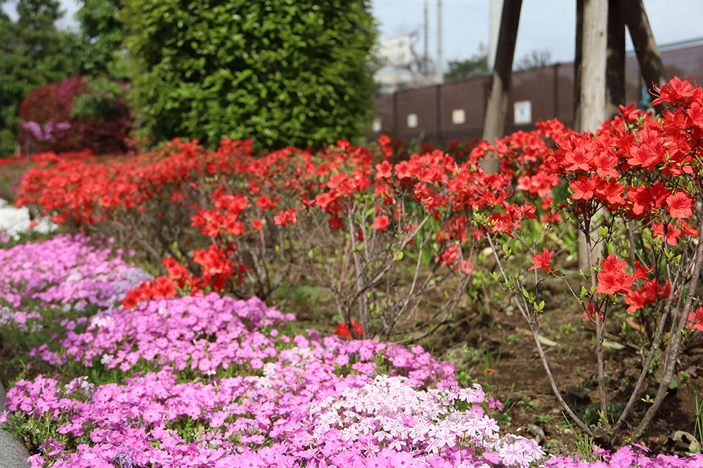 芝桜と赤い花