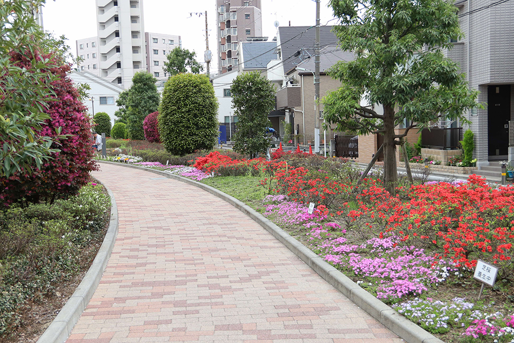 公園内の小道と芝桜