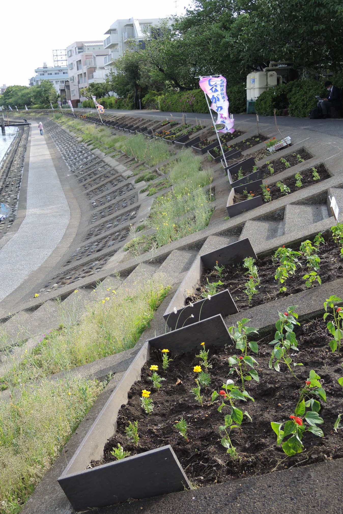 すべての花壇に植えられた花苗