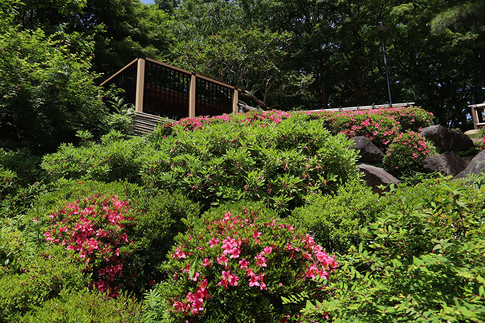 池田山公園広め