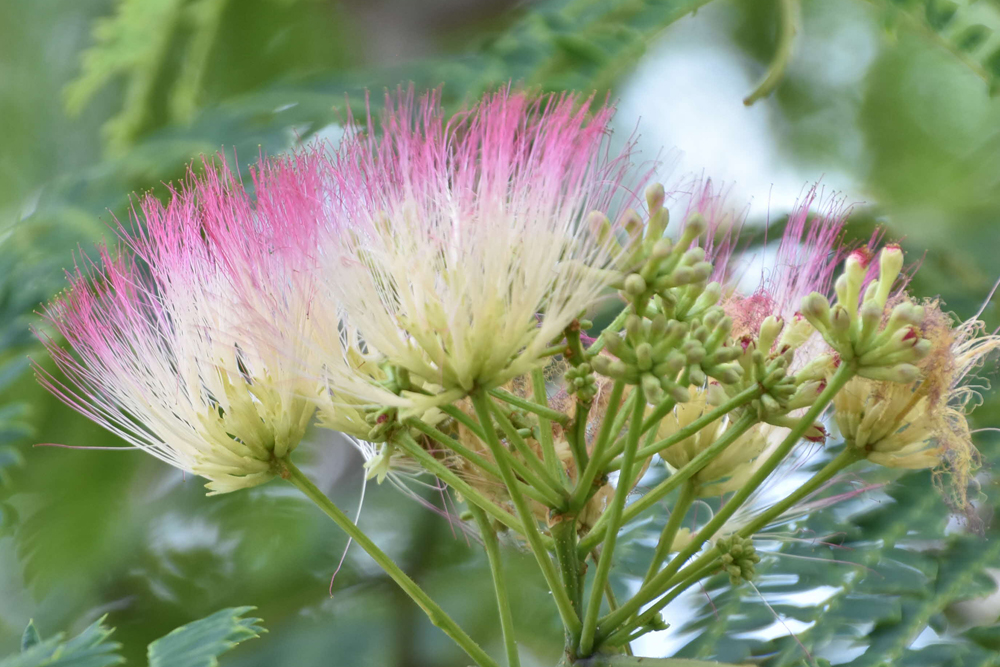 ネムノキの花のアップ