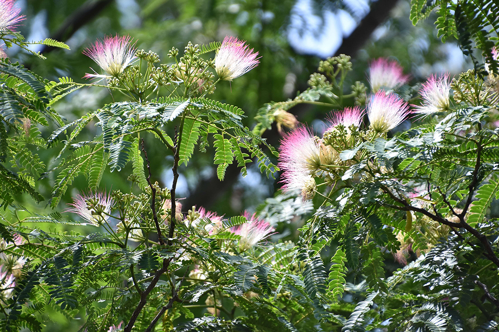 ネムノキの花いっぱい