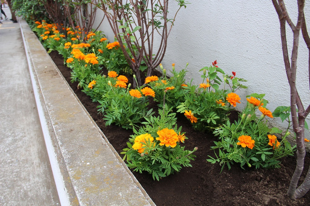 植え終わったマリーゴールドとサルビア