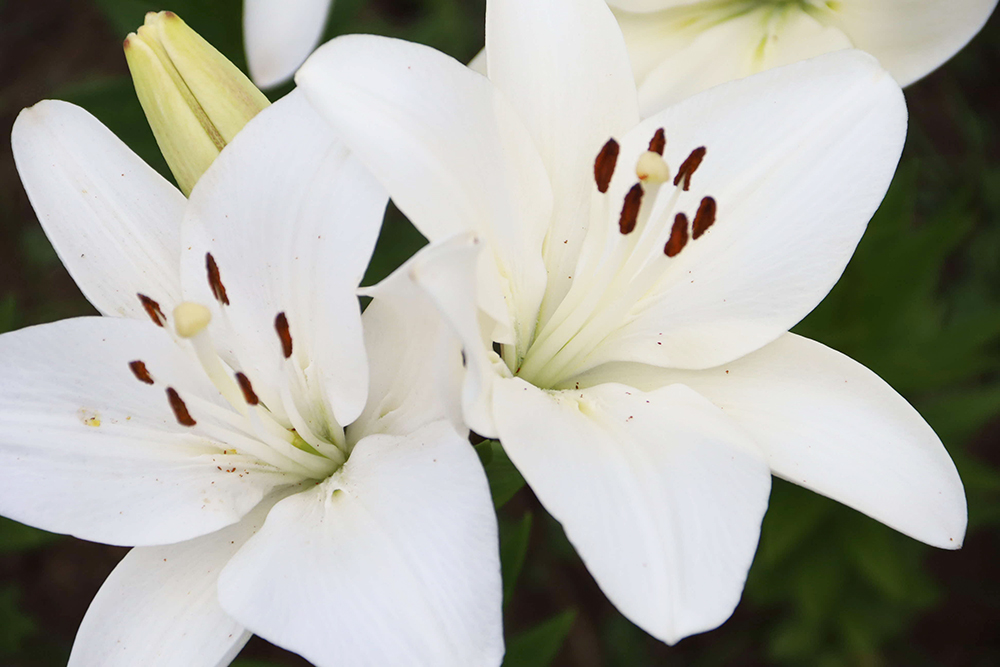 白いユリの花