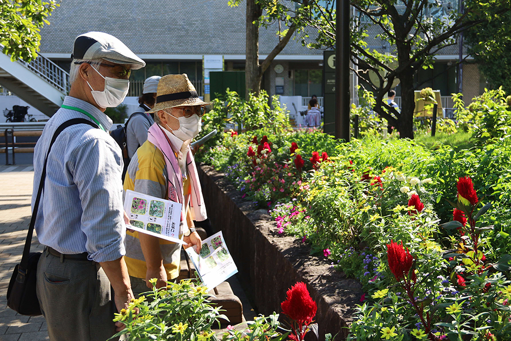 公園の入り口に咲く花