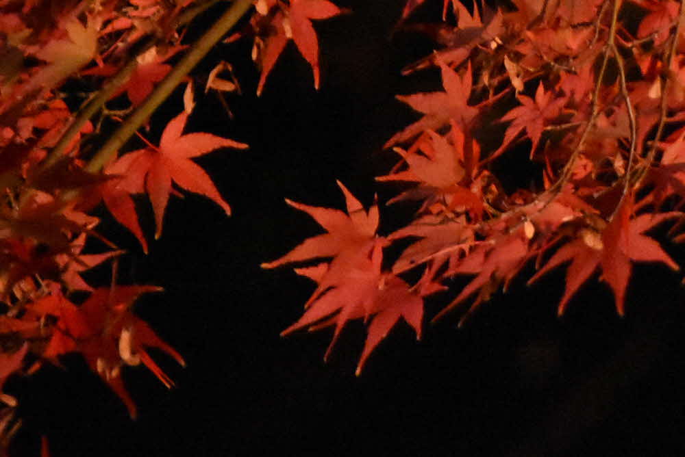 紅葉したモミジのアップ