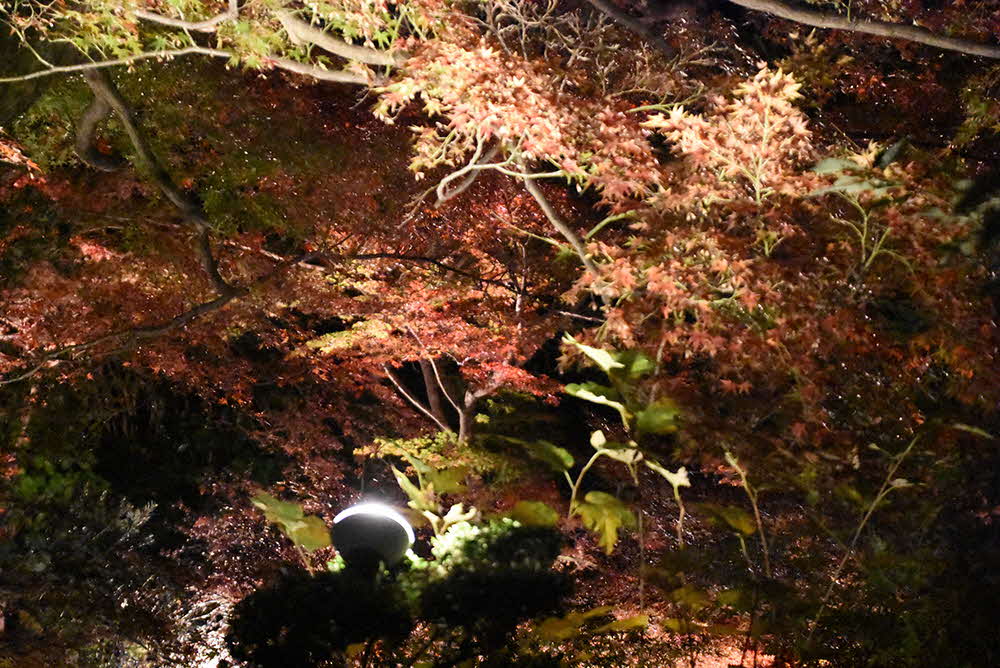 ライトと紅葉ライトと紅葉