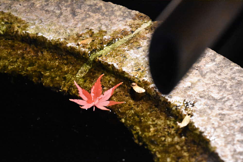かめの水に浮かぶ紅葉したモミジの葉