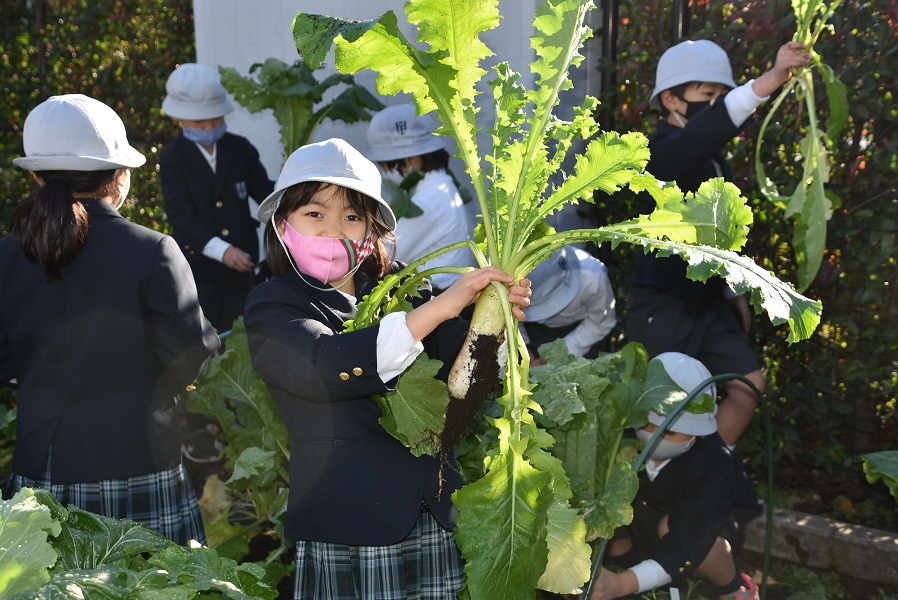 集荷ウイした株を見せる女児