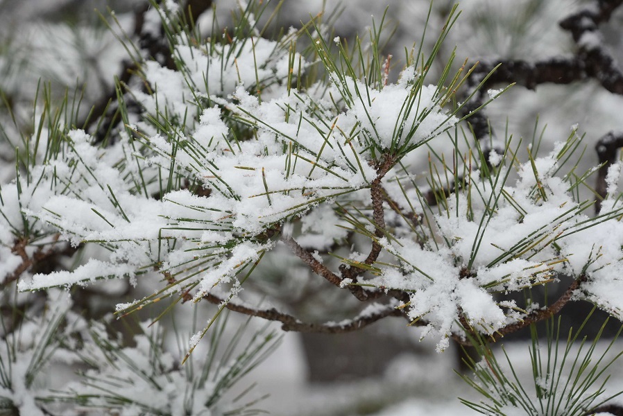 松葉に積もる雪