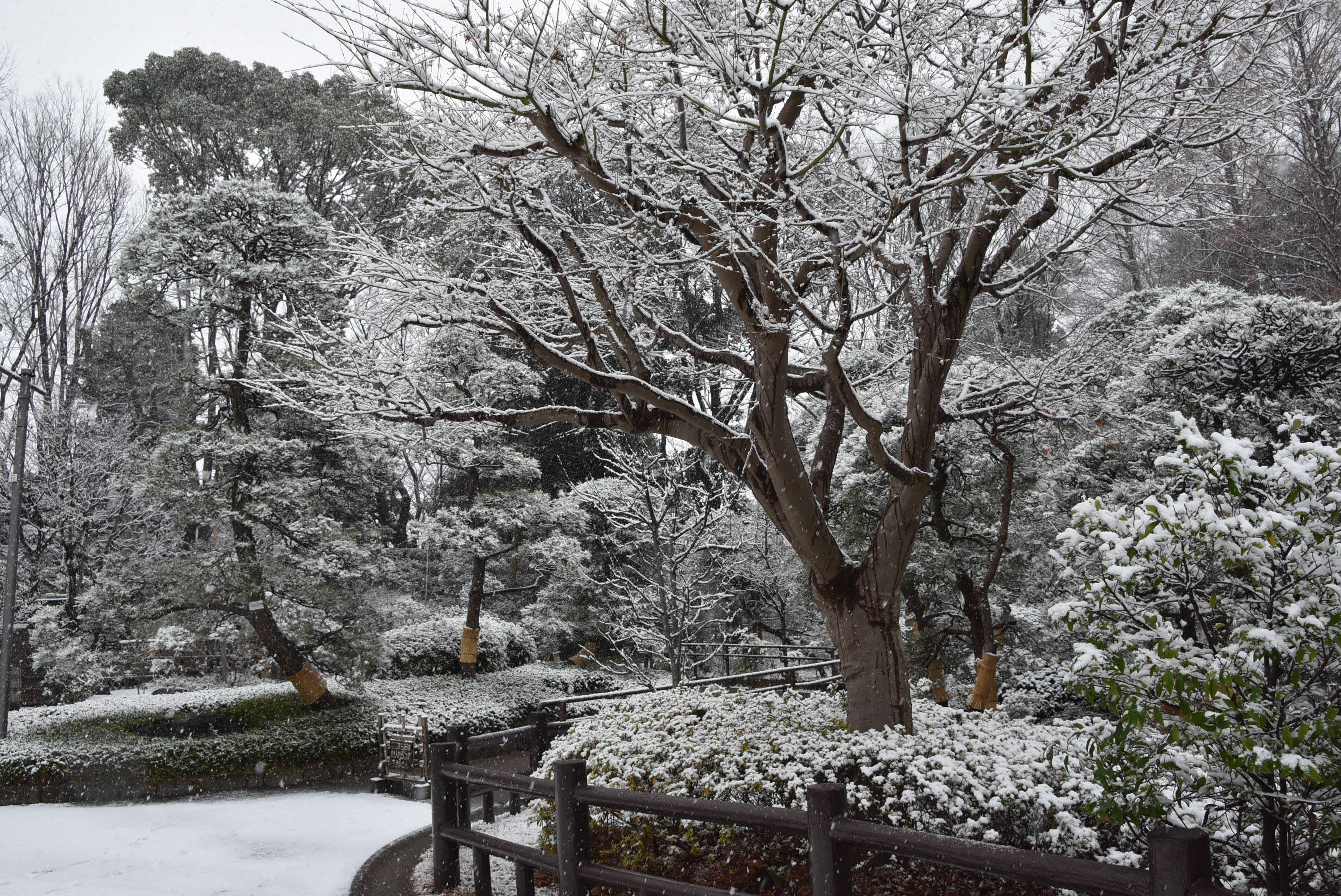 木に積もる雪