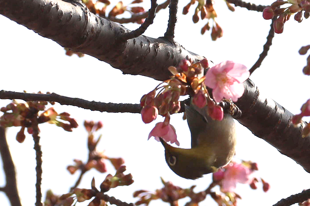 蜜をすっている鳥の様子