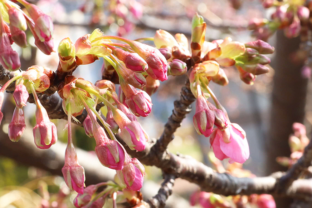 河津桜のつぼみ