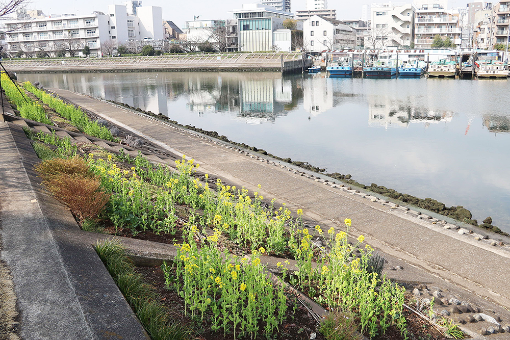 運河沿いの菜の花