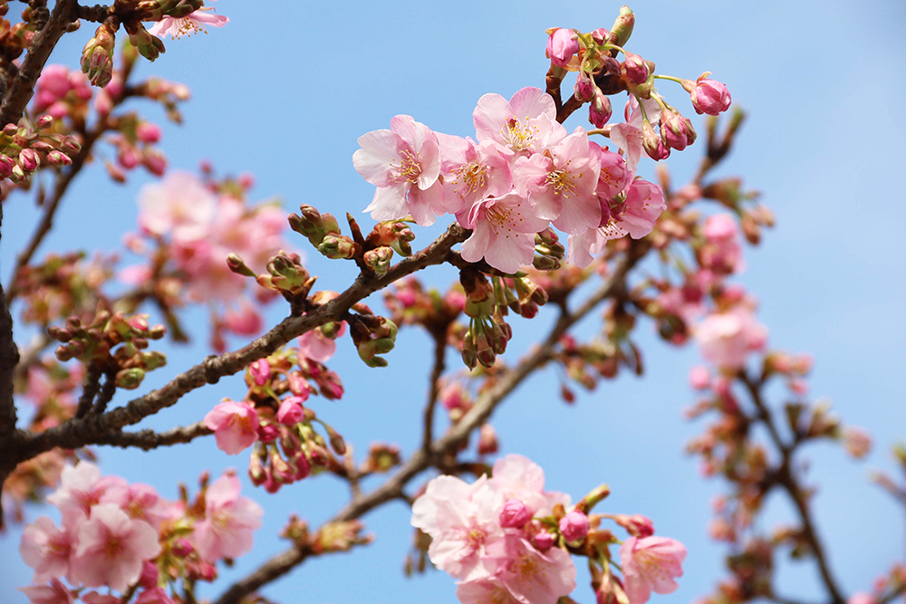 河津桜が咲いている様子