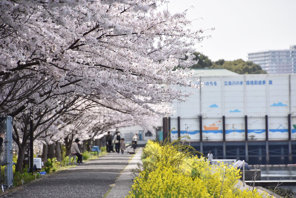 道路からの桜