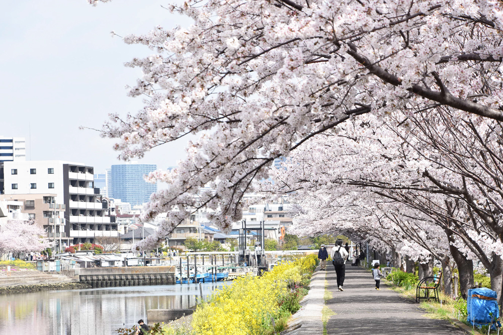 運河沿いの桜