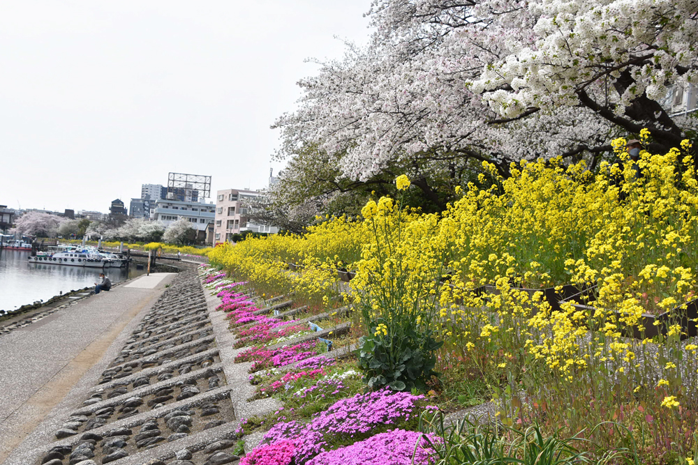 菜の花と桜