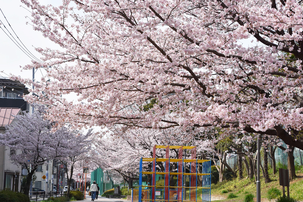公園にある桜