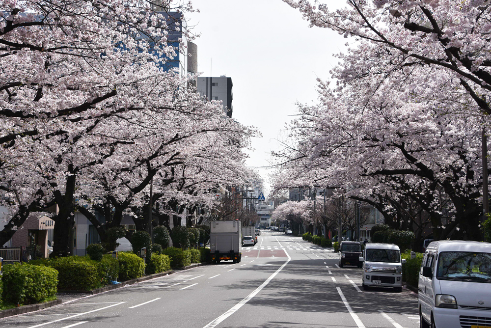 道路からの桜