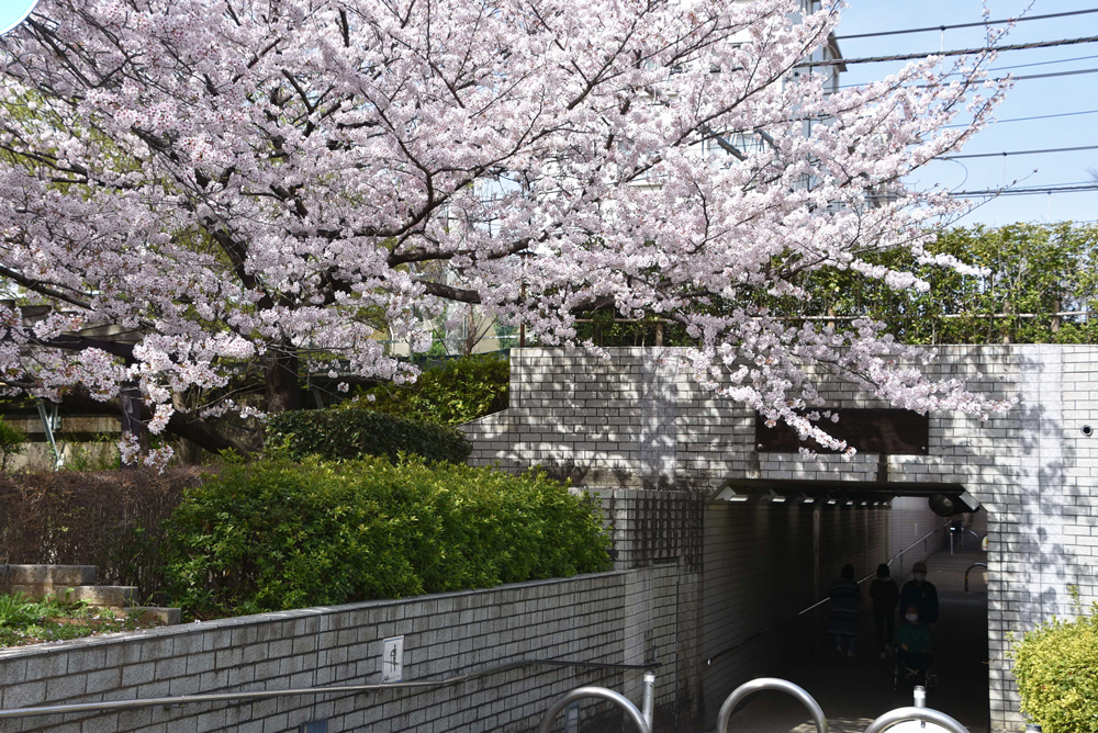 トンネルの桜