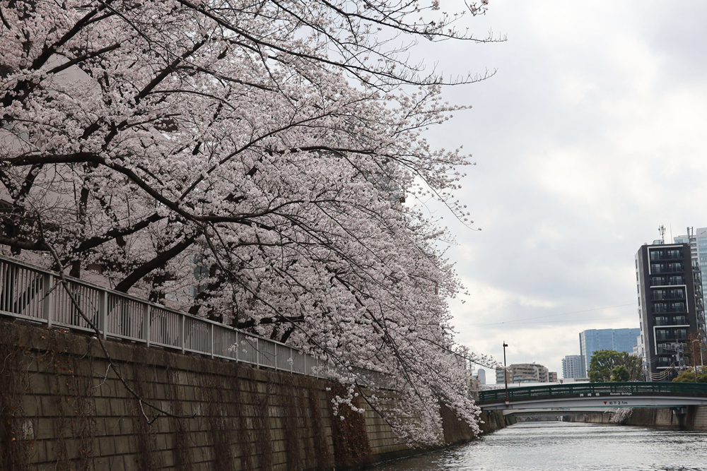 船から見た桜