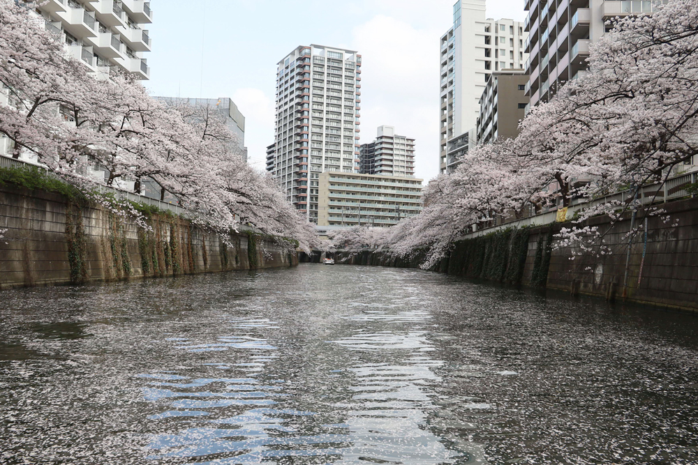 船から見た桜