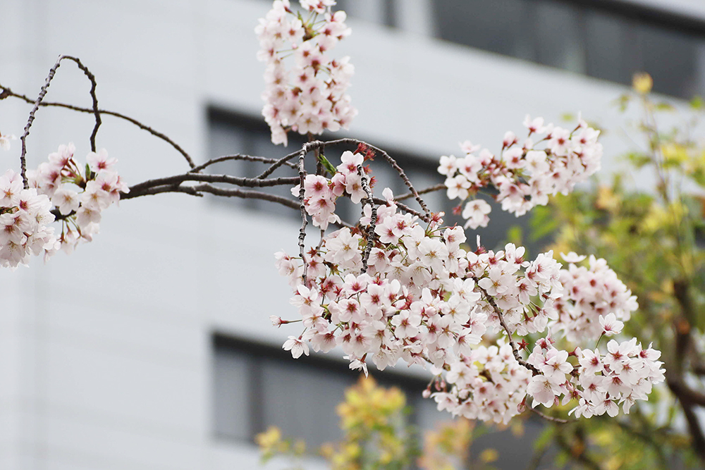 桜アップ