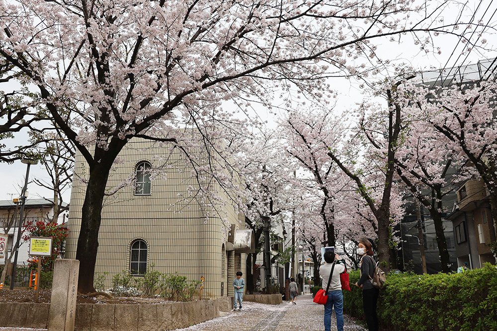 公園の桜