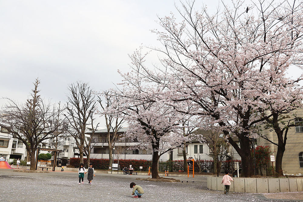 公園に咲く桜