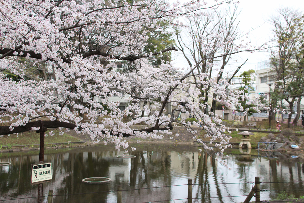 文庫の森