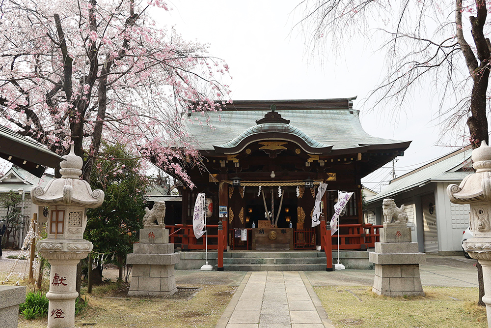 八幡神社の桜（正面）